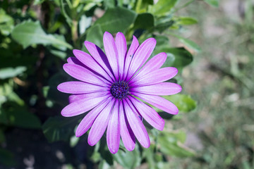 Obraz premium purple flower in the garden