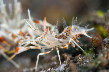 トゲツノメエビ