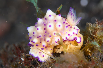 レンゲウミウシ