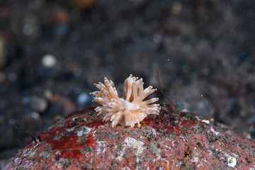 Naklejka na ściany i meble イボヤギミノウミウシsp