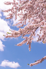 北海道　札幌市の美しい満開の桜
