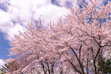 北海道　札幌市の美しい満開の桜