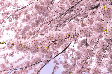 Obraz premium 北海道 札幌市の美しい満開の桜