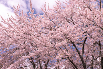 北海道　札幌市の美しい満開の桜