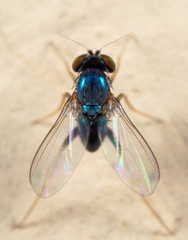 Macro Photo of Blue Blow Fly on The Wall