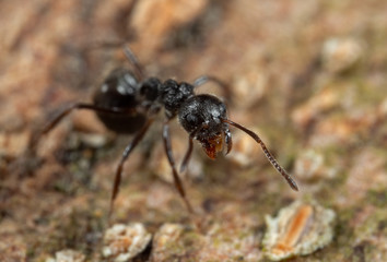 Macro Photo of Black Garden Ant on Tree Bark