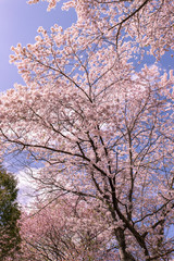 Obraz na płótnie Canvas 北海道　札幌市の美しい満開の桜
