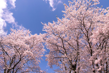 北海道　札幌市の美しい満開の桜
