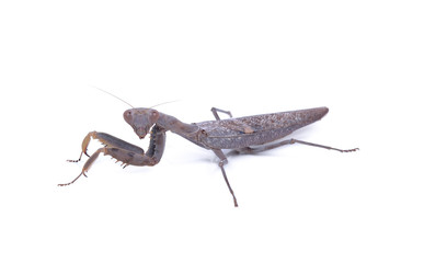 Mantis isolated on white background