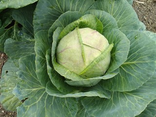 Fototapeta premium head of cabbage