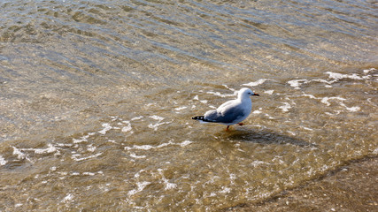 Seagull by the beach