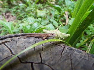 カナヘビ japanese grass lizard