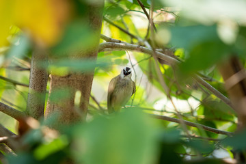 Beautiful Yellow-vented Bulbul birds staying on the big tree branches together close up. Asian and tropical zone bird photography.