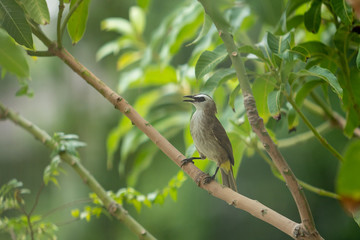 Beautiful Yellow-vented Bulbul birds staying on the big tree branches together close up. Asian and tropical zone bird photography.