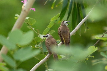 Beautiful Yellow-vented Bulbul birds staying on the big tree branches together close up. Asian and tropical zone bird photography.