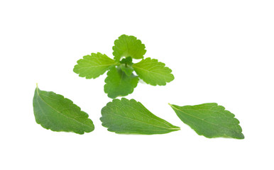 Stevia rebaudiana plant isolated on white background