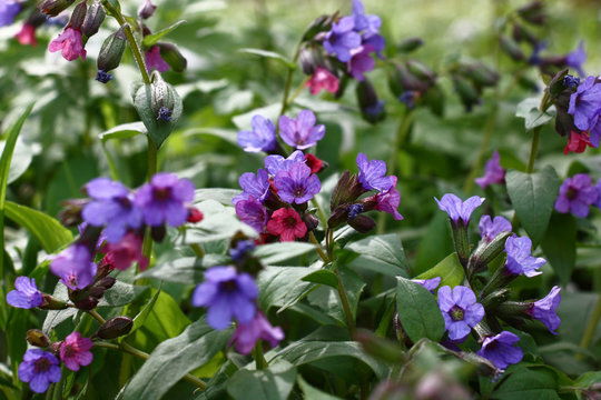 The simple wild pulmonaria plentifully blossoms in the wood in red and purple flowers.