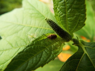ブタクサハムシ leafbug