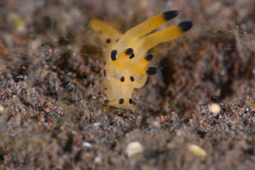 カンナツノザヤウミウシ