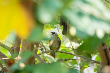 Beautiful Yellow-vented Bulbul birds staying on the big tree branches together close up. Asian and tropical zone bird photography.