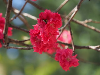 Obraz premium 花桃