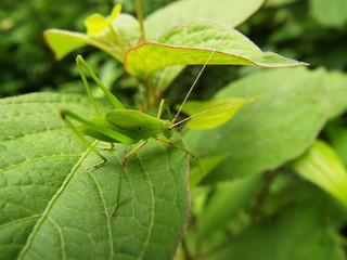 ツユムシ 幼体 grasshopper