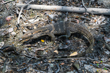 Asian water monitor lizard or Varanus salvator crawling on a slushy and dirty pond.