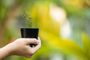 Little aromatic rosemary in a growth pot on green nature background. Beautiful small rosemary in a pot close up with copy space. Hobby while staying at home.