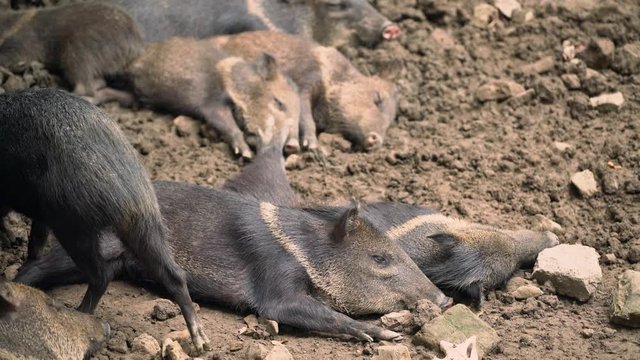 peccary