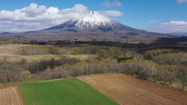 双子のさくらんぼの木と羊蹄山 ドローン空撮 / 北海道ニセコの観光イメージ