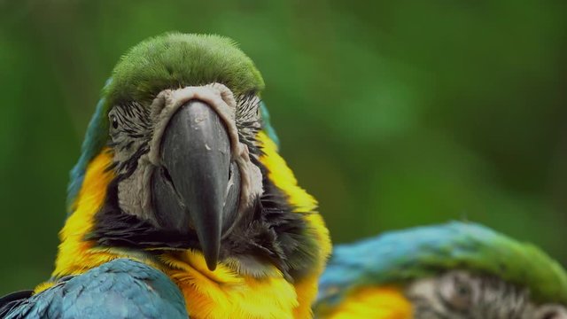 Ecuadorian parrots
Loro Ecuatorianos 
Guacamayos 