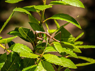 Praying Mantis on foliage and nature