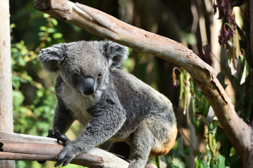Fototapeta na wymiar Koalas that live only in Australia