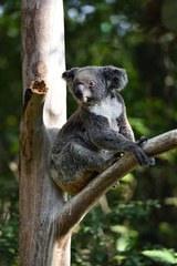 Koalas that live only in Australia