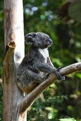 Koalas that live only in Australia