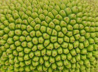 Rough Green texture, Close up of young jackfruit, Tropical fruit