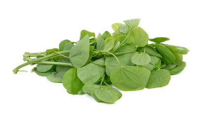 Obraz premium Orchid tree, Purple bauhinia on white background