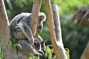 Koalas that live only in Australia