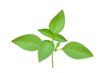 Fototapeta na wymiar Basil leaves isolated on white background