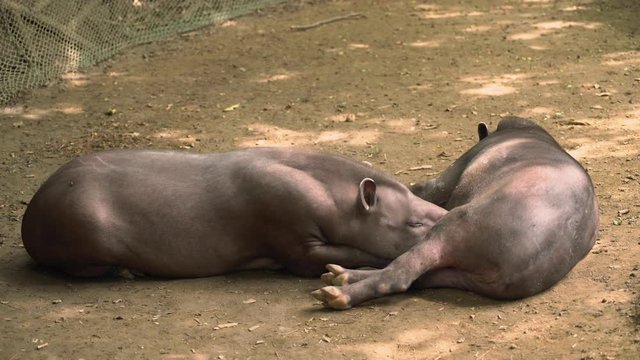 peccary