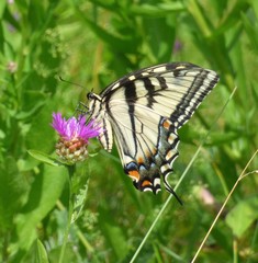 A Tiger Swallowtail butterfly on a pink thistle plant.