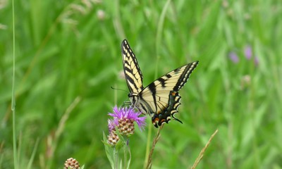 A beautiful Tiger Swallowtail butterfly on a pink thistle plant, in a meadow in New England.