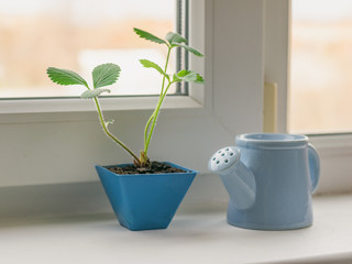 A blue watering can and a strawberry sprout in a blue pot on the windowsill.
