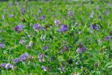 Champ de luzerne destiné à l'alimentation du bétail