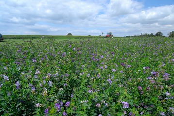 Champ de luzerne destiné à l'alimentation du bétail