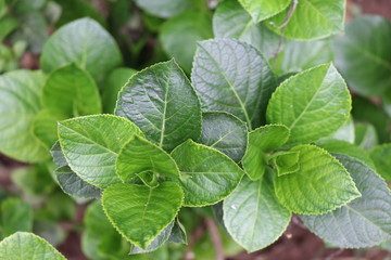 Leaves which are green and fresh bird eye shot