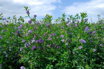 Champ de luzerne destin&eacute; &agrave; l'alimentation du b&eacute;tail