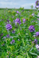 Champ de luzerne destiné à l'alimentation du bétail