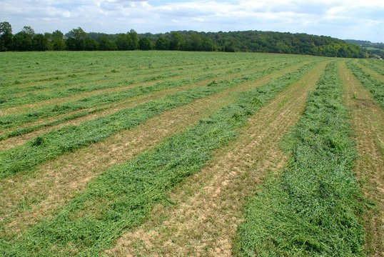 Fauchage d'un champ de luzerne, andains
