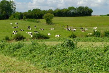 Andainage champ de luzerne, troupeau de vaches prim Holstein en arrière plan